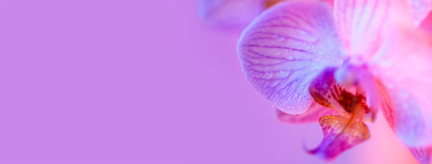istock delicate pink Orchid with dew drops close-up on light blue background 1160789133