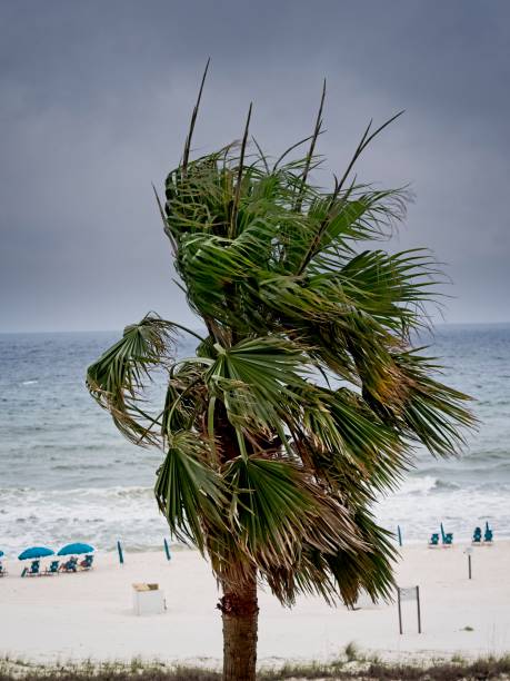 istock Palm Tree at Beach with Stormy Sky B&W 1160791450