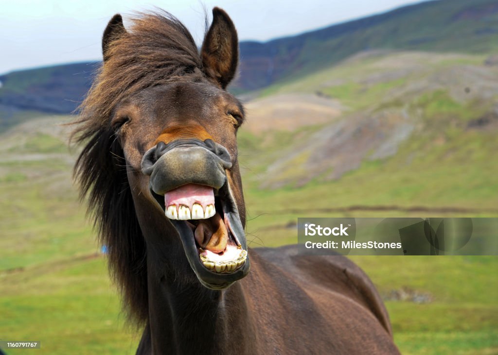 Laughing Horse An icelandic horse appears to give a big smile. Horse Stock Photo