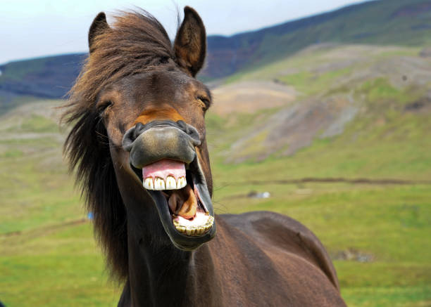 Laughing Horse An icelandic horse appears to give a big smile. teeth photos stock pictures, royalty-free photos & images