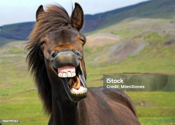 Laughing Horse Stock Photo - Download Image Now - Horse, Humor, Smiling