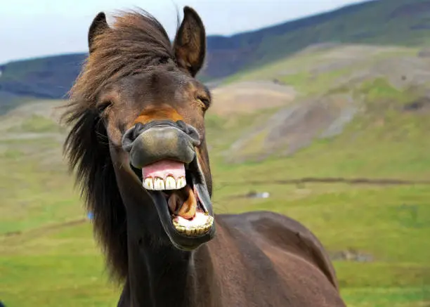 An icelandic horse appears to give a big smile.