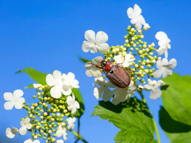 It's a plant pest. In April, may, pests are actively eating the flesh of flowering buds and soft young leaves, destroying trees, shrubs, flowering plants. Length 22-29 mm. Body black: elytra red-brown, pubescent with white hairs.