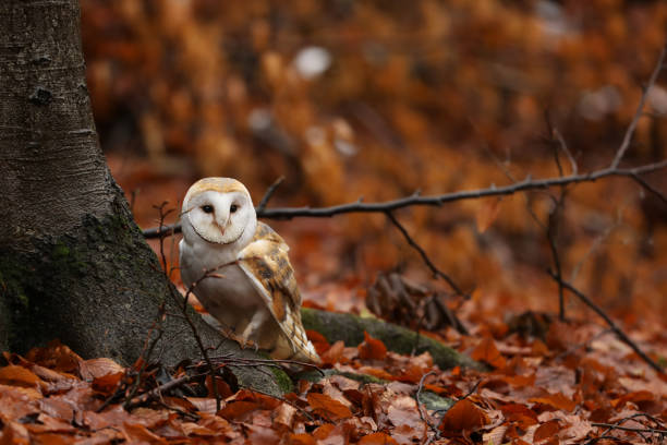 Barn owl sit near tree in autumn forest