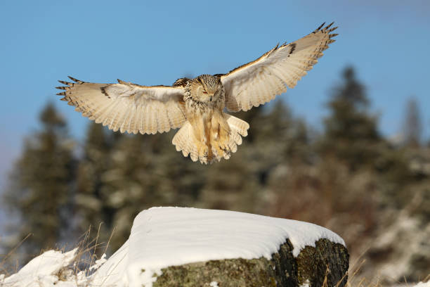 istock Eastern Siberian Eagle Owl, Bubo bubo sibiricus, landing on rock with snow. 1160792575