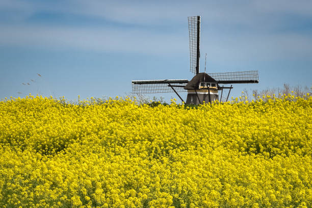 istock Classic dutch windmill behind a field of flowering Rapeseed (Brassica napus) 1160793352