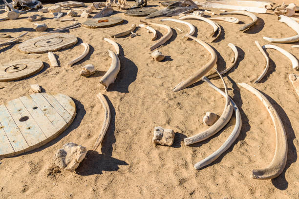 istock Collection of whale bones at the Skeleton Coast, Namibia 1160793711