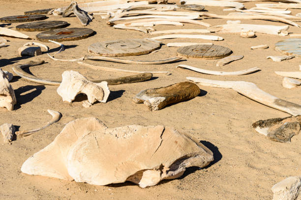 istock Collection of whale bones at the Skeleton Coast, Namibia 1160793727