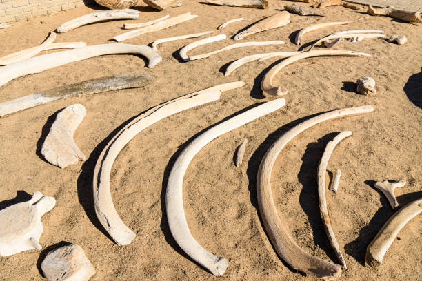 istock Collection of whale bones at the Skeleton Coast, Namibia 1160793797