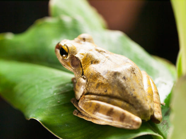 istock Common Tree Frog on the leaf - Rhacophorus Leucomystax 1160793818