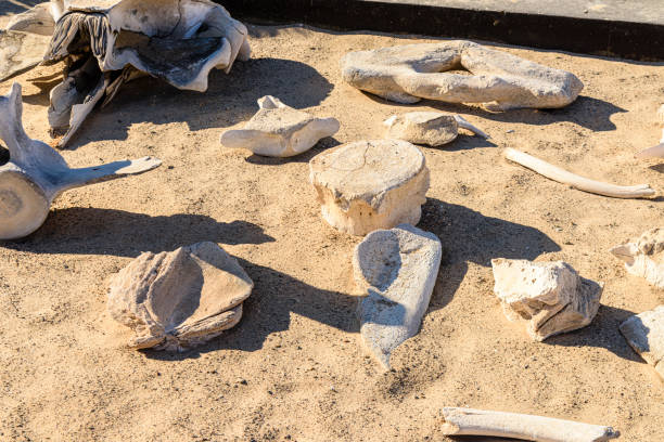 istock Collection of whale bones at the Skeleton Coast, Namibia 1160793904