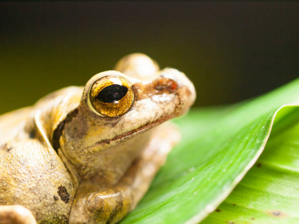 istock Portrait of Common Southeast Asian Tree Frog - Polypedates leucomystax 1160793909