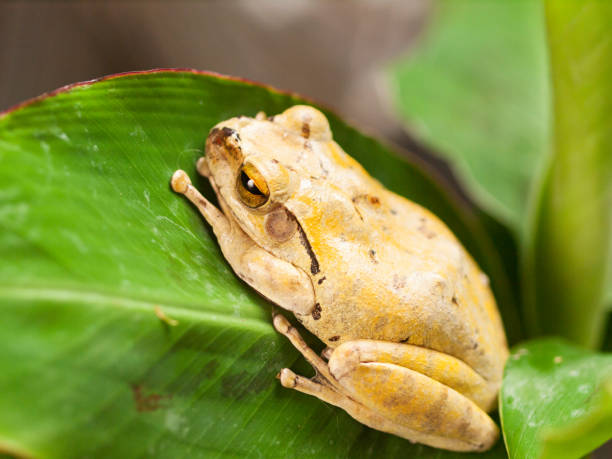 istock White lipped Tree frog on the leaf - Hyla leucomystax 1160793947