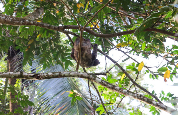 istock Pura Vida - This is beautiful Costa Rica 1160794019