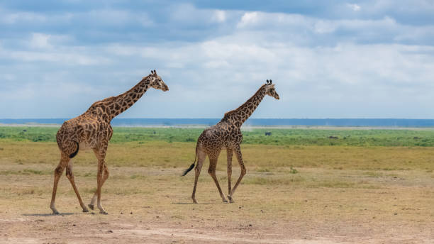 istock Wild giraffes in the savannah 1160794189