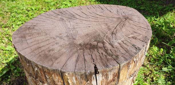 istock Stump old in the cracks. Woody stump. 1160794896