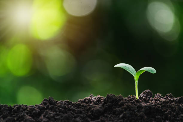 pequeños árboles están creciendo en el suelo incompleto en el fondo de la naturaleza verde suave. - usa business success earth fotografías e imágenes de stock