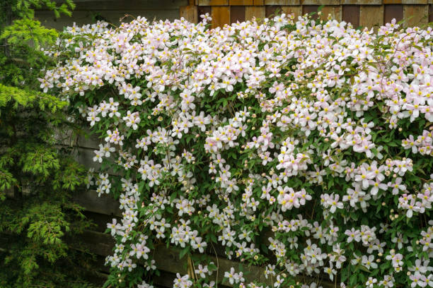 schöne clematis montana wächst auf einem zaun in einem garten im hinterhof - waldrebe stock-fotos und bilder