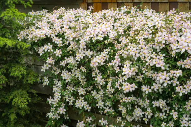 Many flowers of Clematis montana, also known as mountain clematis or Himalayan clematis.