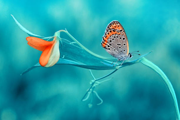 istock Closeup   beautiful butterfly sitting on flower. 1160795412