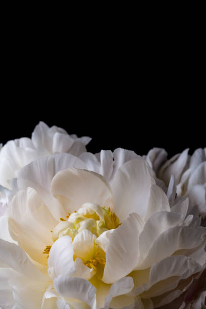 istock White peony flower bouquet on a black background 1160796417