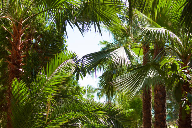 Palm trees. Tropical vacation concept. Sunny day.