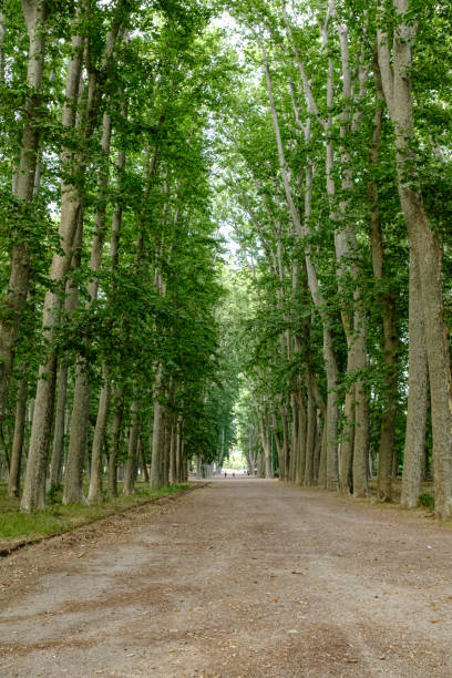 istock Green forest with high trees in Girona's main park landmark called devesa 1160796536