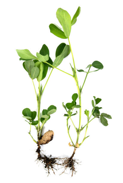 땅콩 또는 땅콩 뿌리와 녹색 잎 흰색 배경에 격리. 잎 씨앗과 뿌리 분리 땅콩 나무 식물 - peanut peanut crops plant root 뉴스 사진 이미지