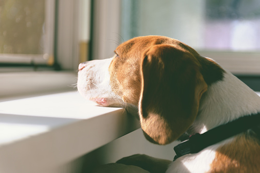 Cute Beagle dog looking out an open window enjoying sunny weather