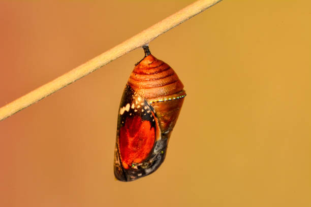 驚くべき瞬間、モナーク蝶、毛虫、子犬とクリッピングパスで出現。 - butterfly swallowtail butterfly caterpillar black ストックフォトと画像