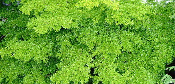Platycladus orientalis tree leaves close up Sweden, Forest, Tree, Looking Up, Treetop platycladus orientalis stock pictures, royalty-free photos & images