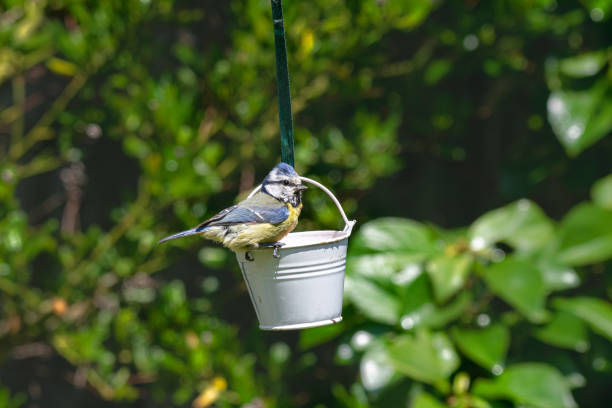 istock Bluetit (Cyanistes caeruleus) garden bird eating from suet bird feeder 1160797396