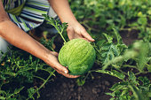 Senior woman checking unripe watermelon in summer orchard. Farmer holding growing green watermelon