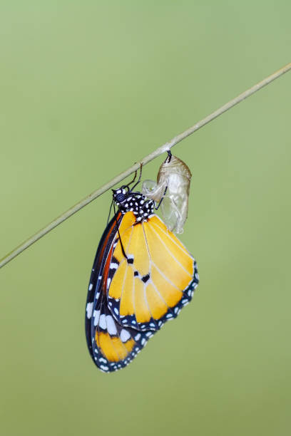 Amazing moment ,Monarch Butterfly , caterpillar, pupa and emerging with clipping path.