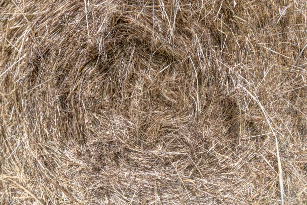 Frontal view of a bale of rolled dry straw as a background