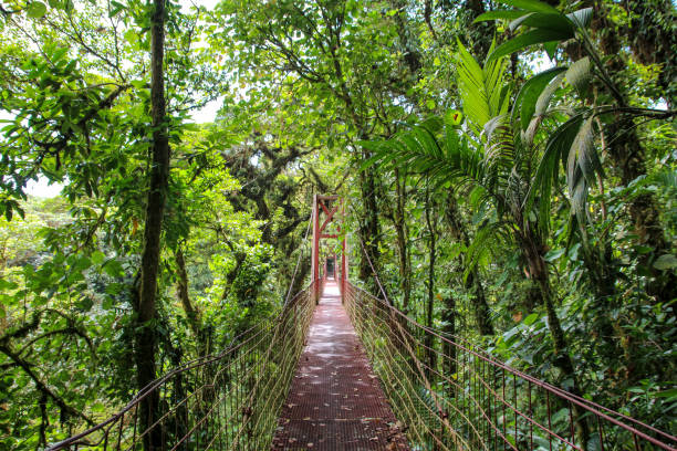 istock Pura Vida - This is beautiful Costa Rica 1160799415
