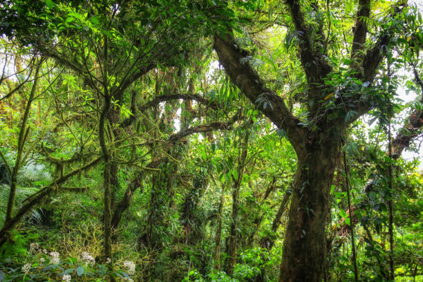 istock Pura Vida - This is beautiful Costa Rica 1160799491