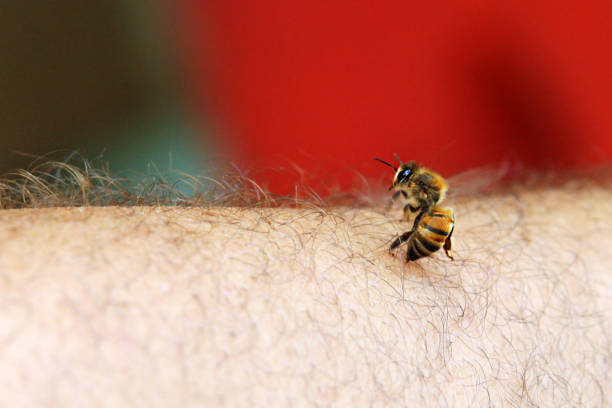 bee sting - stinging imagens e fotografias de stock