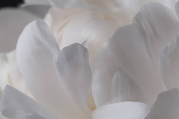 istock White peony petals in bloom macro still 1160800462