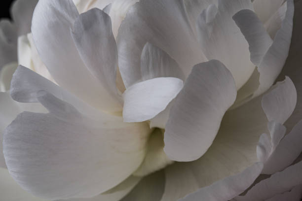 istock White peony petals in bloom macro still 1160800473