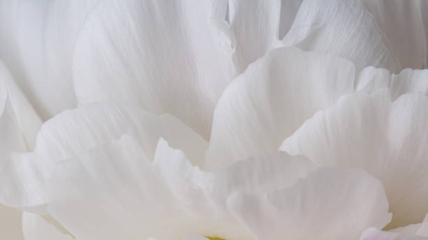 istock White peony petals in bloom macro still 1160800487
