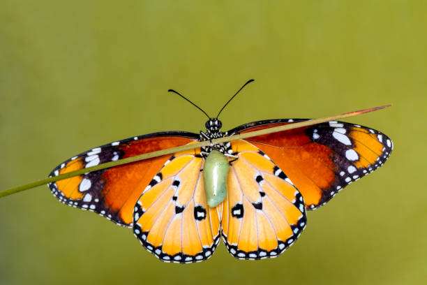 驚くべき瞬間、モナーク蝶、毛虫、子犬とクリッピングパスで出現。 - butterfly swallowtail butterfly caterpillar black ストックフォトと画像