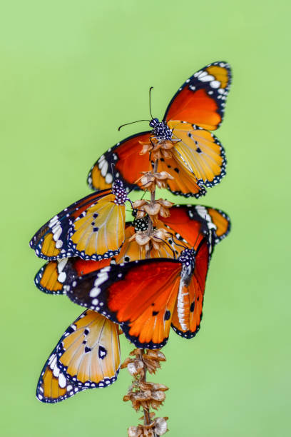 istock Closeup   beautiful butterflies sitting on flower. 1160801030