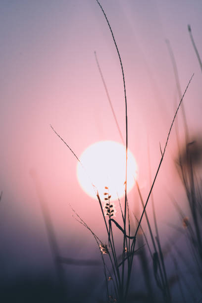 istock Beautiful Sky and  Grass flower with sunset background. 1160801074