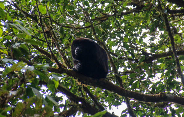 istock Pura Vida - This is beautiful Costa Rica 1160801228