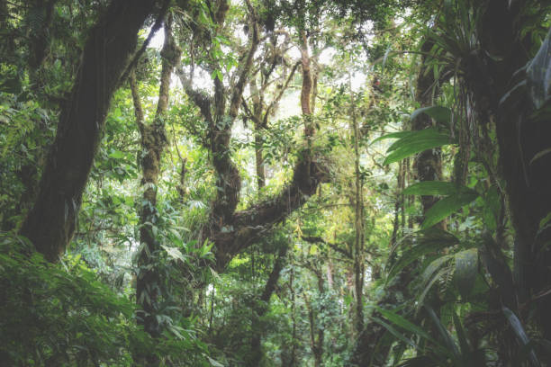 istock Pura Vida - This is beautiful Costa Rica 1160801837