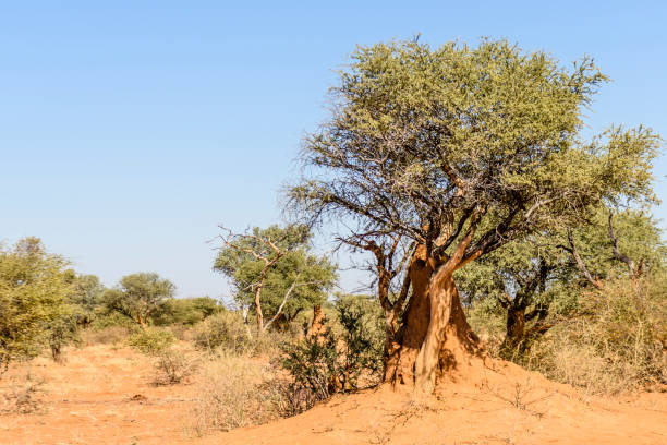 istock Large termite mound with a number of trees growing out of it, Namibia 1160802015