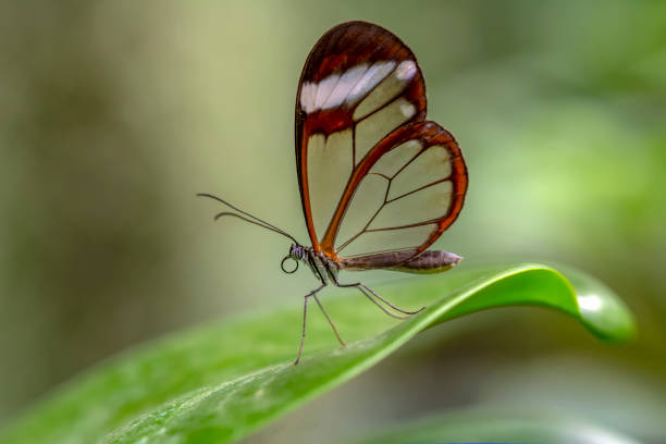 istock Closeup   beautiful butterfly sitting on flower. 1160802045