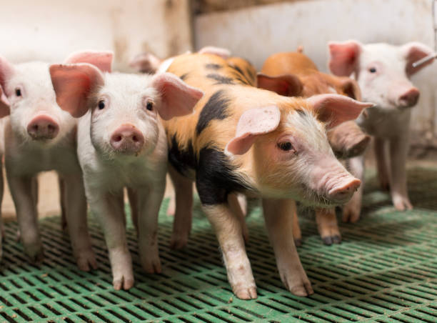 istock Group of piglets in modern stable 1160802364