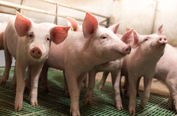istock Group of piglets in modern stable 1160802365